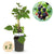 Brombeere ‚Triple Crown' – Rubus fruticosus