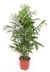 Bergpalme – Chamaedorea seifrizii