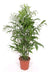Bergpalme – Chamaedorea seifrizii