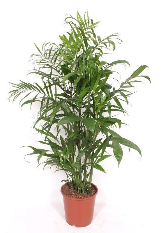 Bergpalme – Chamaedorea seifrizii