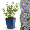 Katzenminze ‚Walker's Low' – Nepeta × faassenii