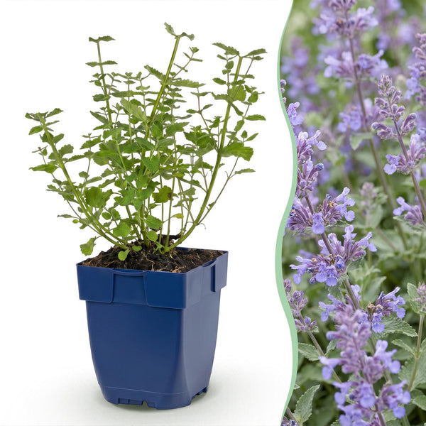 Katzenminze ‚Walker's Low' – Nepeta × faassenii