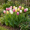 Tulpe ‚Sorbet Mix' – Tulipa – Ansicht 2