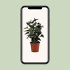 Flamingoblume ‚Black Love' – Anthurium andraeanum – Ansicht 6