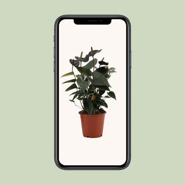 Flamingoblume ‚Black Love' – Anthurium andraeanum – Ansicht 6