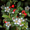 Kriechmispel – Cotoneaster dammeri – Ansicht 5