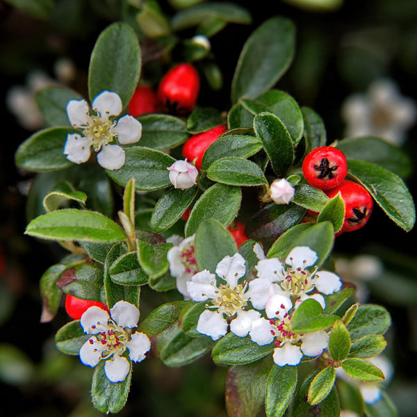 Kriechmispel – Cotoneaster dammeri – Ansicht 5