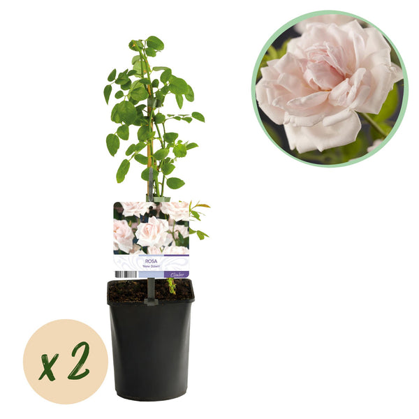 Kletterrose ‚New Dawn' – Rosa