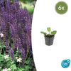 Steppensalbei ‚Mainacht' – Salvia nemorosa – 6 Stück