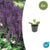 Steppensalbei ‚Mainacht' – Salvia nemorosa – 6 Stück