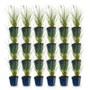 Lampenputzergras ‚Little Bunny' – Pennisetum alopecuroides – Ansicht 2