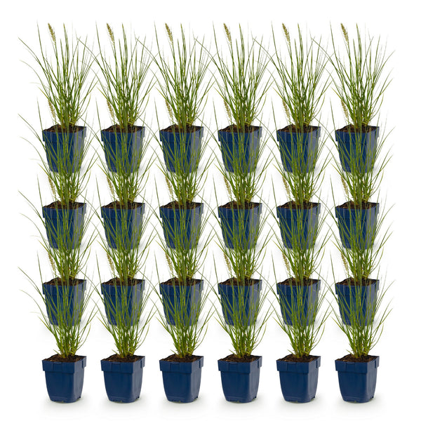 Lampenputzergras ‚Little Bunny' – Pennisetum alopecuroides – Ansicht 2