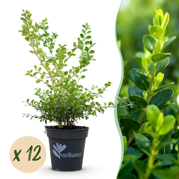 Buchsbaum ‚Babylon Beauty' – Buxus sempervirens