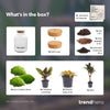Terrarium-Set „Milky Palm“ – DIY-Pflanzenterrarium mit Licht