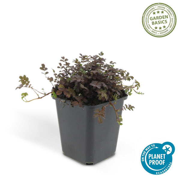 Stachelnüsschen ‚Kupferteppich' – Acaena microphylla – Ansicht 2