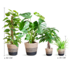 4x Pflegeleichte Zimmerpflanzen – Grünlilie, Glückskastanie, Efeutute & Monstera – ↕ 25–80 cm – Ø 12–21 cm | inkl. Jute-Korb Lissabon Schwarz
