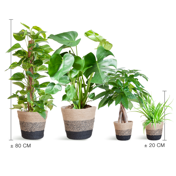 4x Pflegeleichte Zimmerpflanzen – Grünlilie, Glückskastanie, Efeutute & Monstera – ↕ 25–80 cm – Ø 12–21 cm | inkl. Jute-Korb Lissabon Schwarz