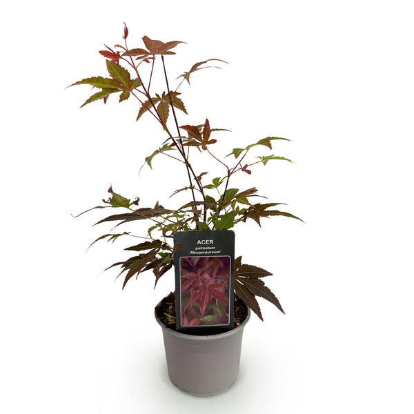 Fächerahorn ‚Atropurpureum' – Acer palmatum – Ansicht 2