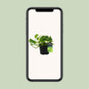 Efeutute ‚N'Joy Gold' – Epipremnum aureum – Ansicht 4