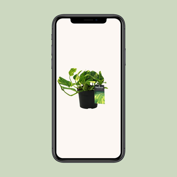 Efeutute ‚N'Joy Gold' – Epipremnum aureum – Ansicht 4