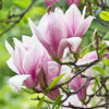 Magnolie ‚George Henry Kern' – Magnolia – Ansicht 4
