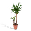 Riesen-Palmlilie – Yucca elephantipes