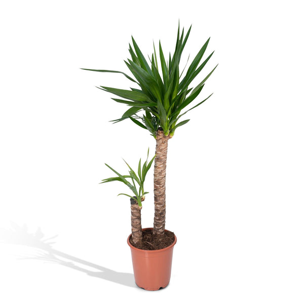 Riesen-Palmlilie – Yucca elephantipes