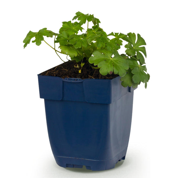 Storchschnabel ‚Cambridge' – Geranium cantabrigiense – Ansicht 2