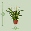 Einblatt ‚Bingo Cupido' – Spathiphyllum – Ansicht 2