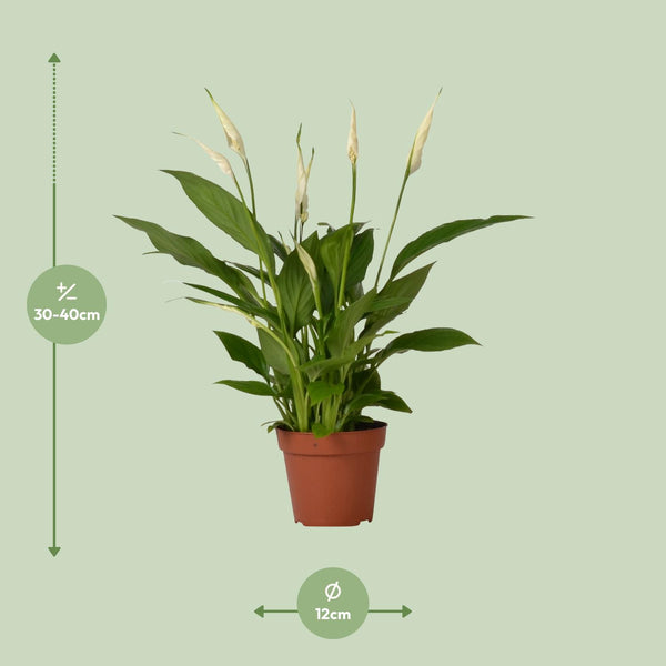Einblatt ‚Bingo Cupido' – Spathiphyllum – Ansicht 2