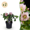 Lenzrose ‚Double Ellen Pink' – Helleborus orientalis