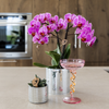 Orchidee ‚Vienna' – Phalaenopsis – Ansicht 3