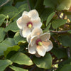 Sommer-Magnolie – Magnolia sieboldii – Ansicht 4