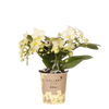 Schmetterlingsorchidee ‚Botanic Yellow' – Phalaenopsis