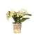 Schmetterlingsorchidee ‚Botanic Yellow' – Phalaenopsis