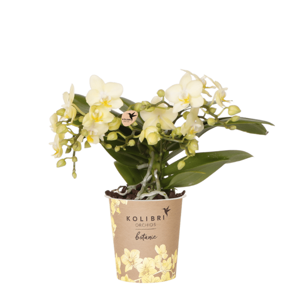 Schmetterlingsorchidee ‚Botanic Yellow' – Phalaenopsis