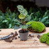 Pfauenkorbmarante – Calathea makoyana – Ansicht 2