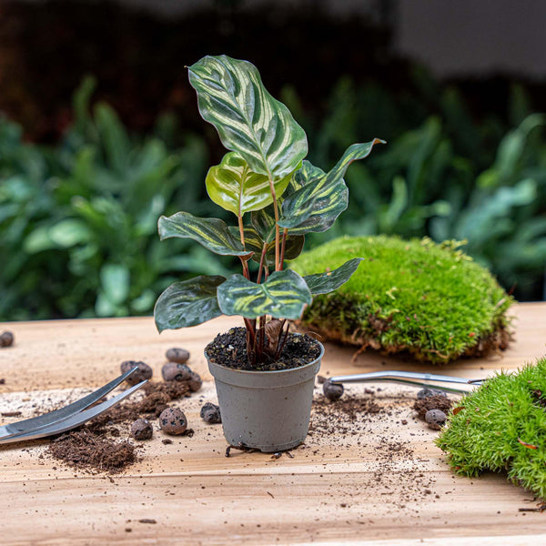Pfauenkorbmarante – Calathea makoyana – Ansicht 2