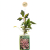 Bergwaldrebe ‚Marjorie' – Clematis montana – Ansicht 2