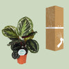 Calathea roseopicta ‚Medallion' – Ansicht 3