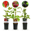 Obst-Set „Beerenmix" – Johannisbeere, Himbeere, Brombeere