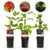 Obst-Set „Beerenmix" – Johannisbeere, Himbeere, Brombeere