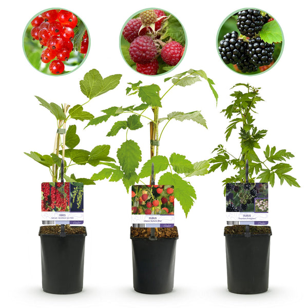 Obst-Set „Beerenmix" – Johannisbeere, Himbeere, Brombeere