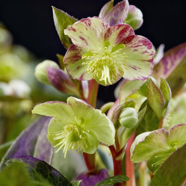 Lenzrose ‚Purple Marble' – Helleborus lividus – Ansicht 4