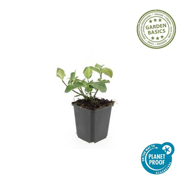 Kriechspindel ‚Dart's Blanket' – Euonymus fortunei – Ansicht 2