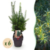 Becher-Eibe ‚Hillii' – Taxus × media