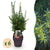 Becher-Eibe ‚Hillii' – Taxus × media