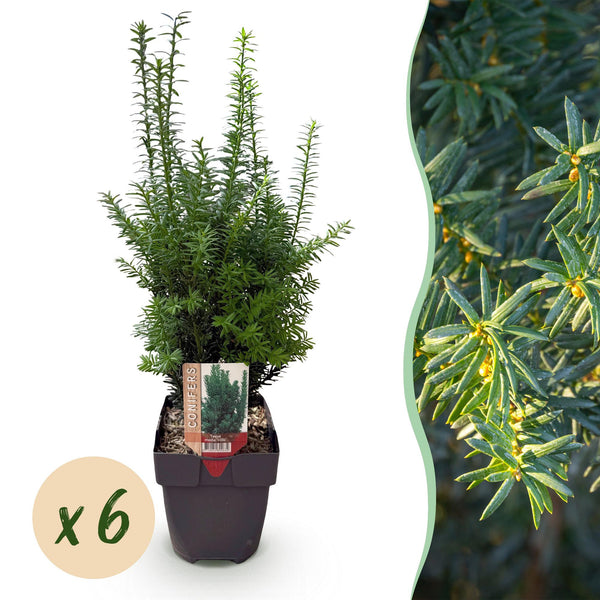 Becher-Eibe ‚Hillii' – Taxus × media