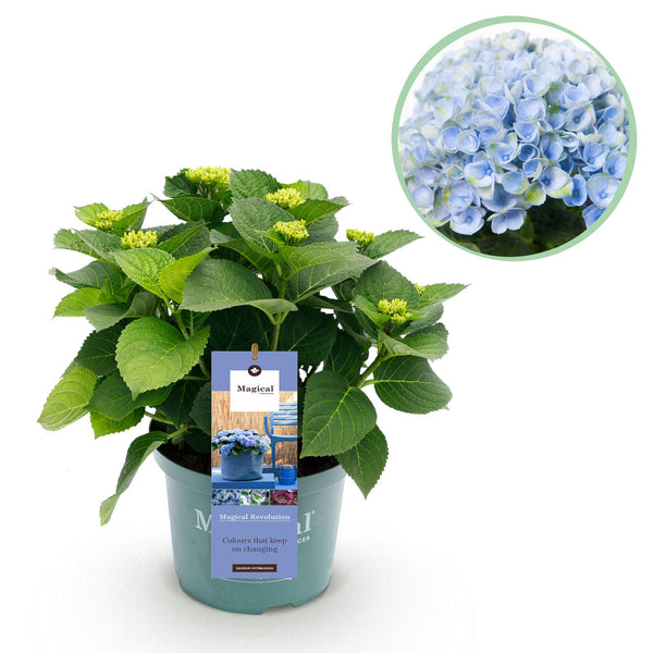 Bauernhortensie ‚Magical Revolution Blue' – Hydrangea macrophylla – 1 Stück
