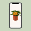 Zwergpfeffer – Peperomia obtusifolia – Ansicht 4
